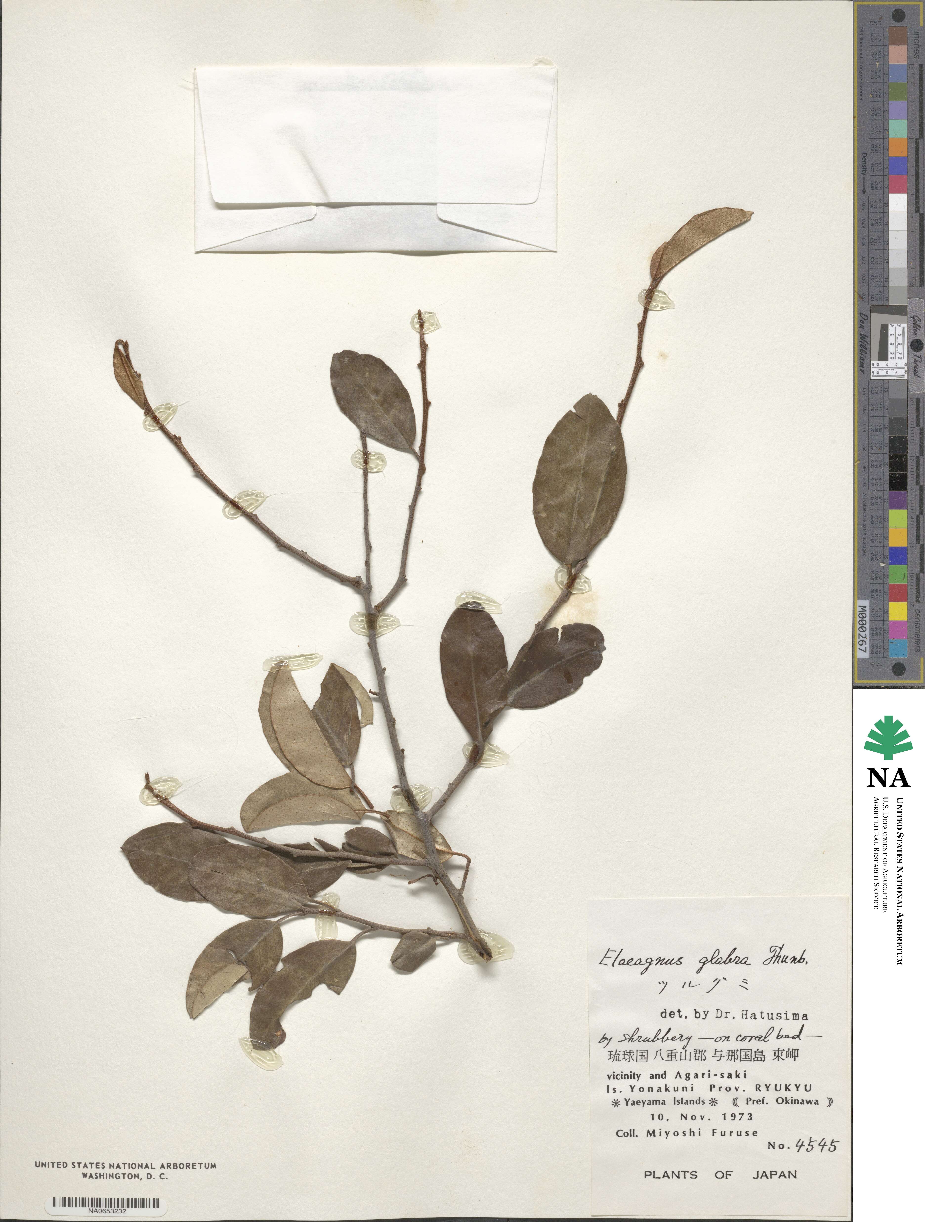 Elaeagnus glabra image