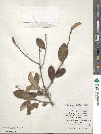 Elaeagnus glabra image