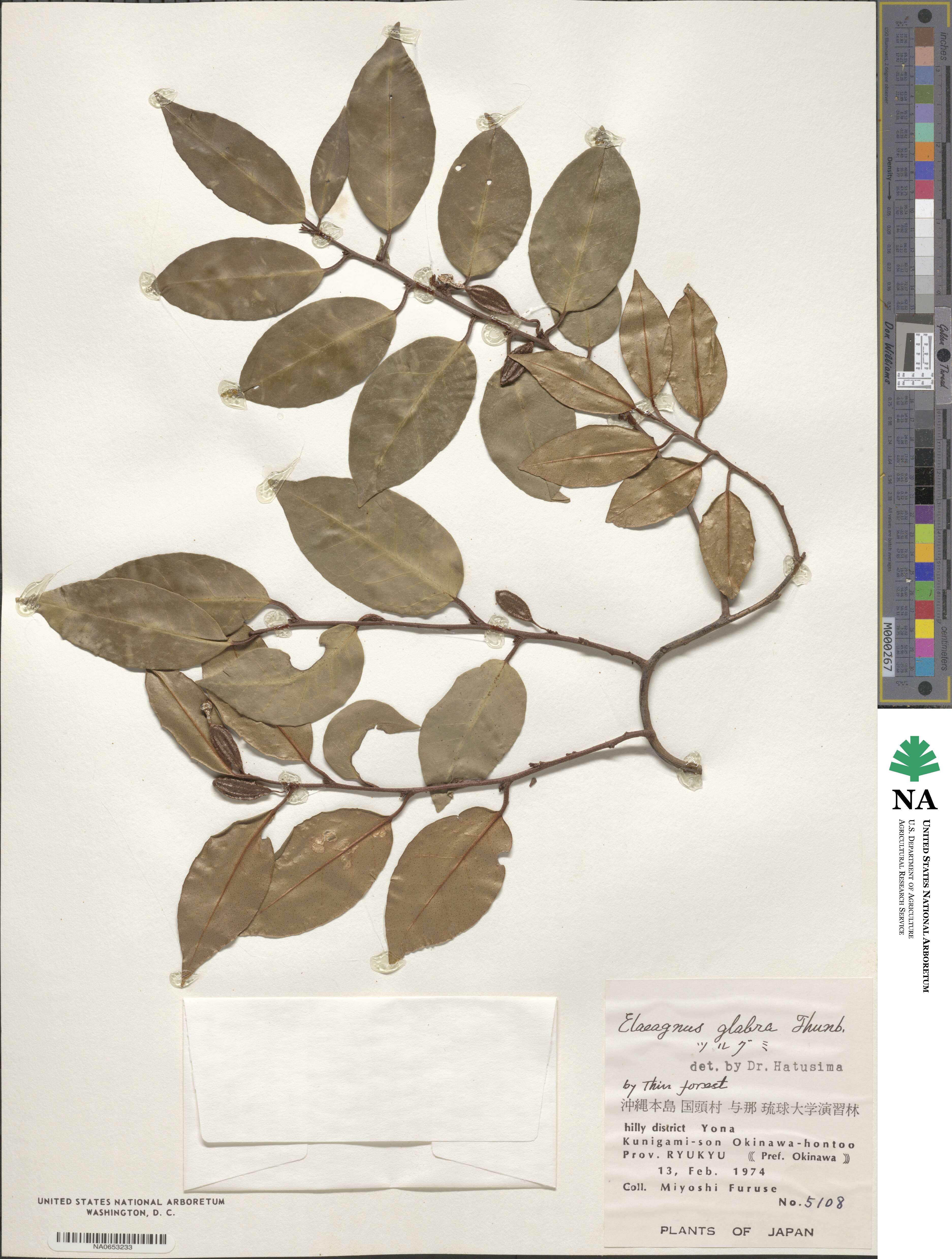 Elaeagnus image