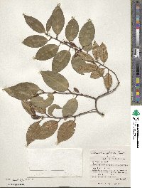 Elaeagnus glabra image