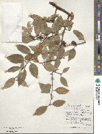 Elaeagnus glabra image