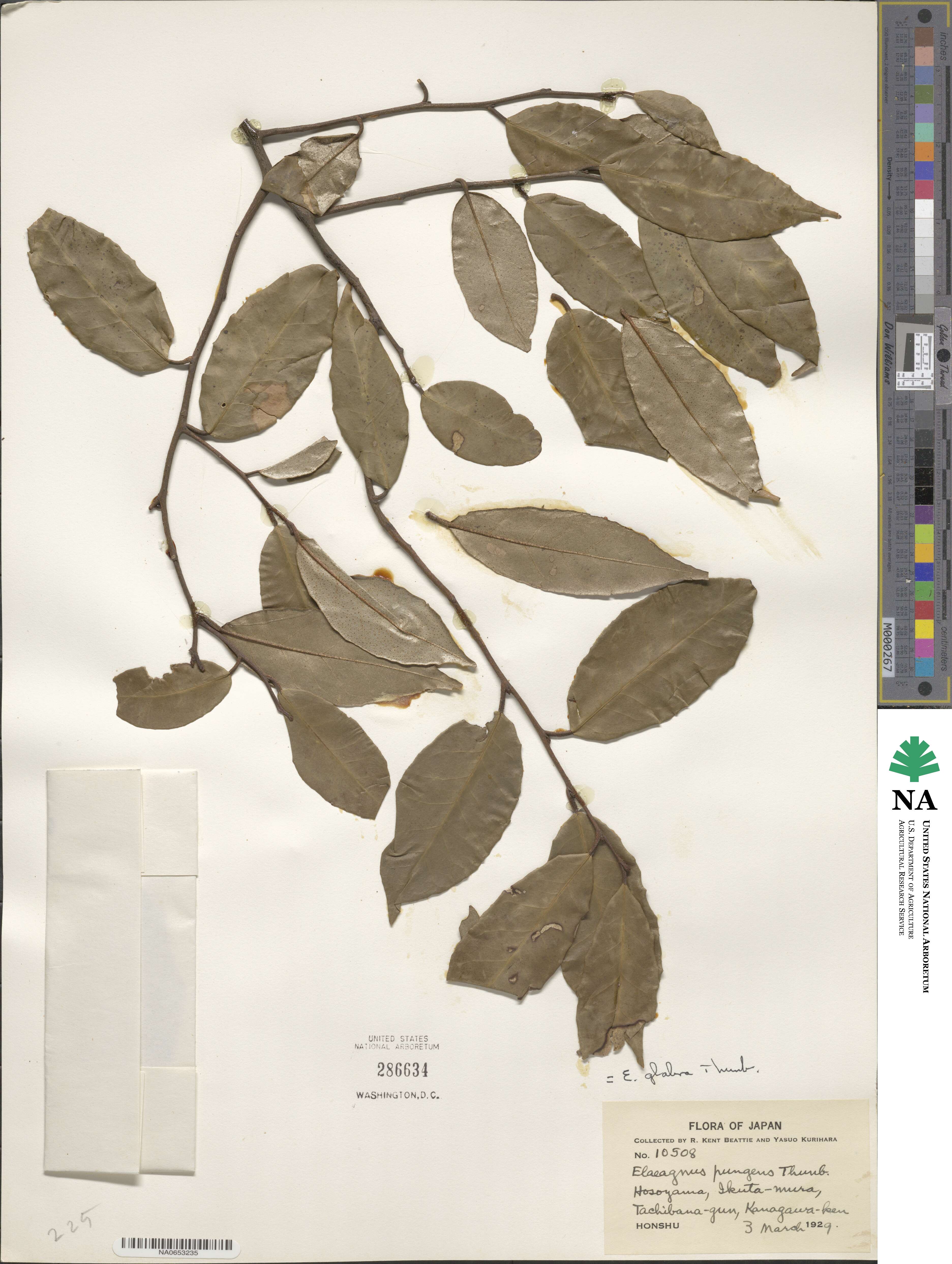 Elaeagnus image