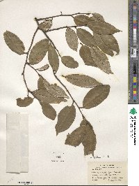 Elaeagnus glabra image