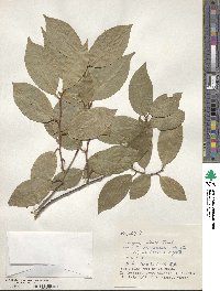 Elaeagnus glabra image