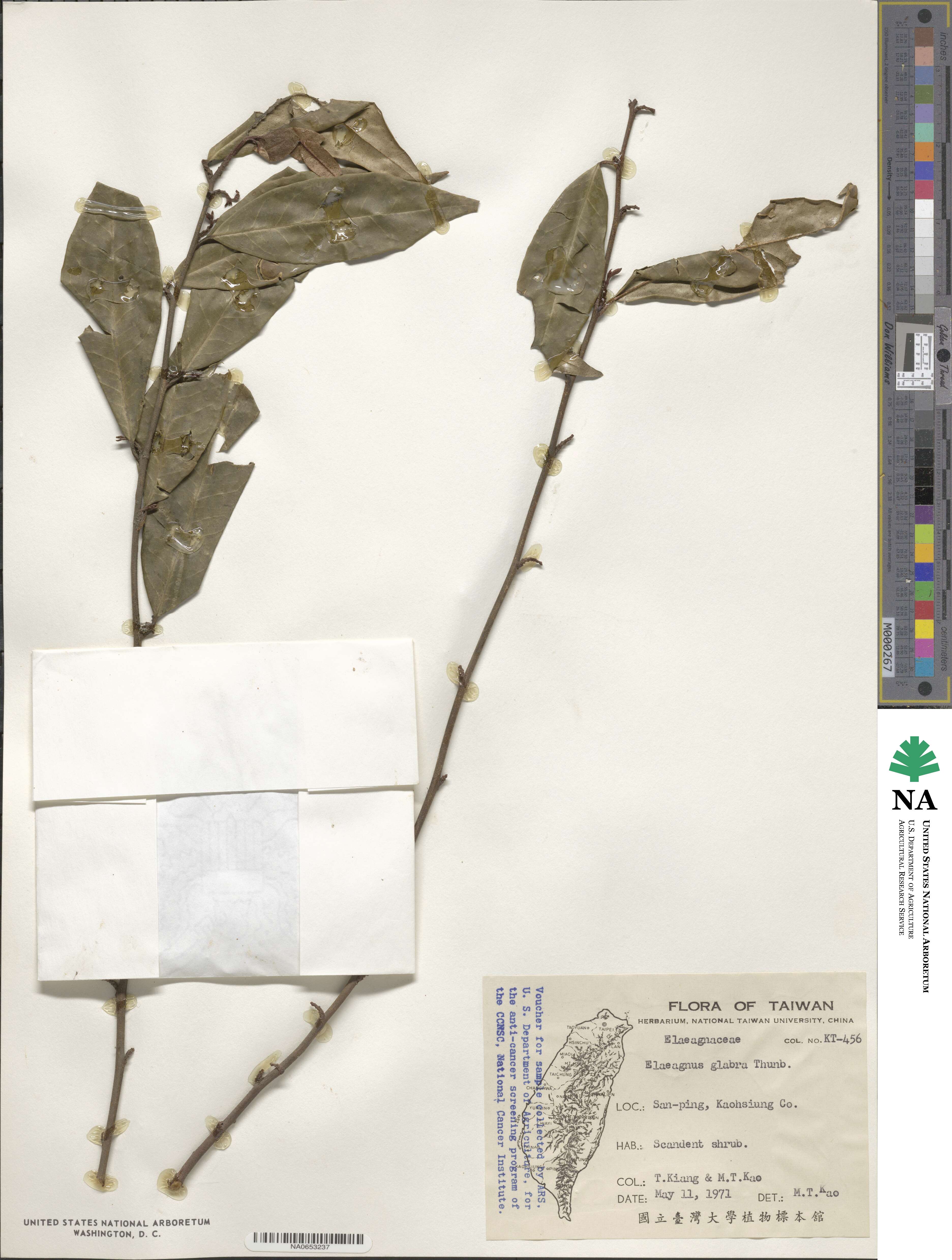 Elaeagnus glabra image