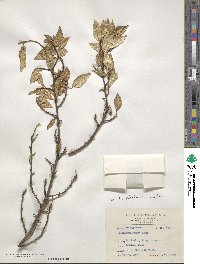 Elaeagnus glabra image