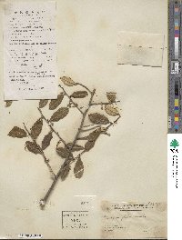 Elaeagnus glabra image