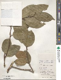 Elaeagnus glabra image