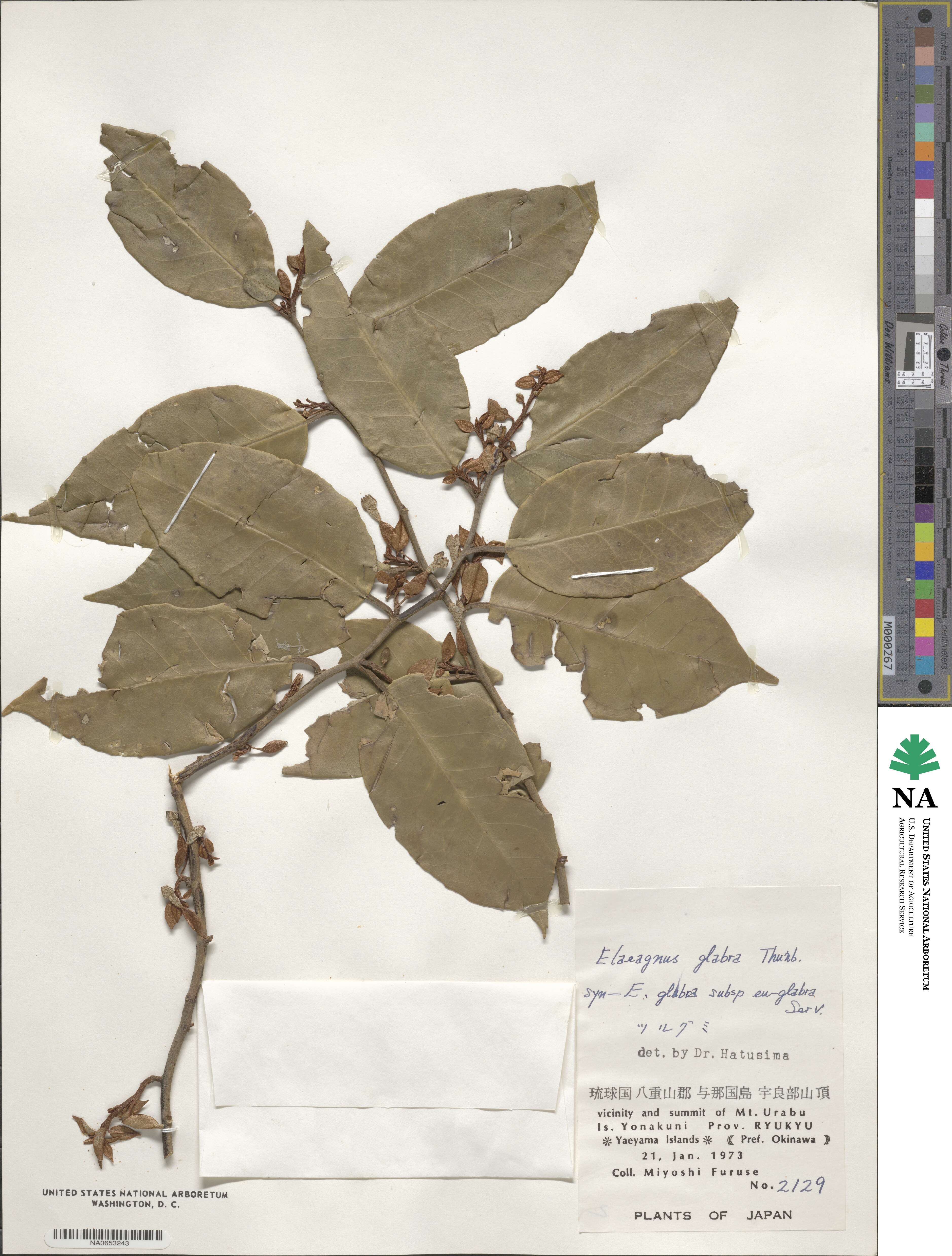 Elaeagnus glabra image