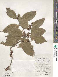 Elaeagnus glabra image