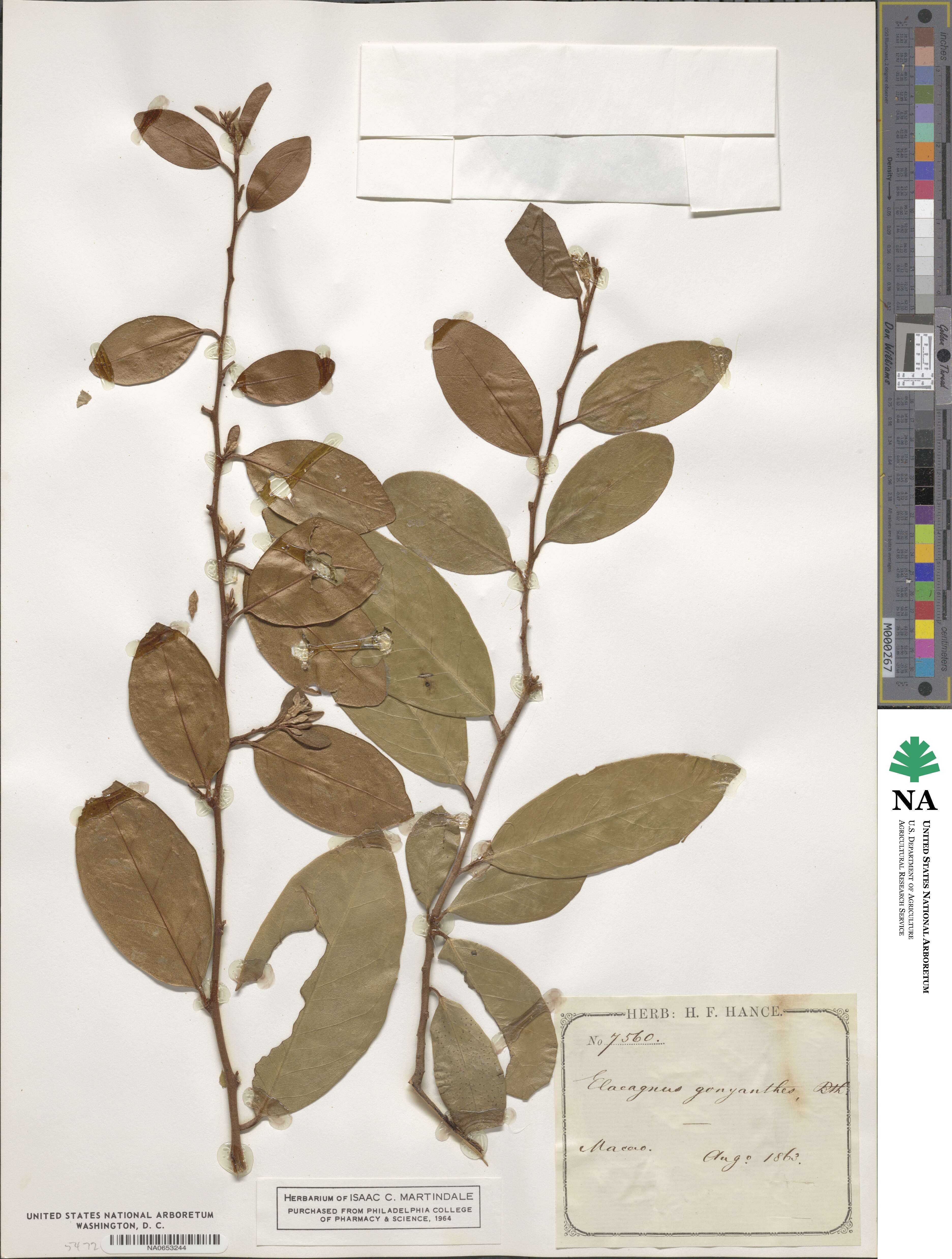 Elaeagnus gonyanthes image