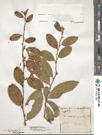 Image of Elaeagnus gonyanthes