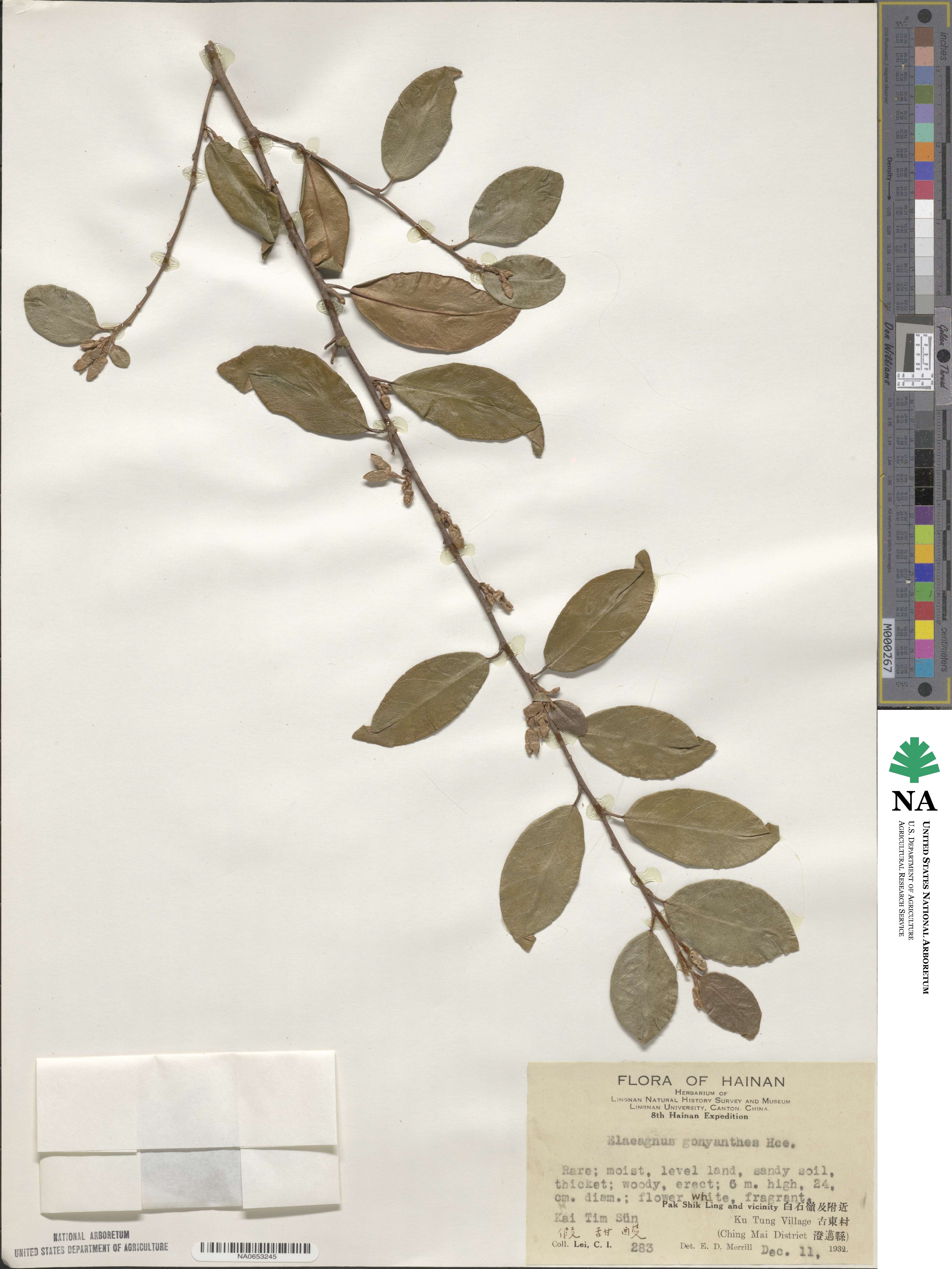 Elaeagnus gonyanthes image