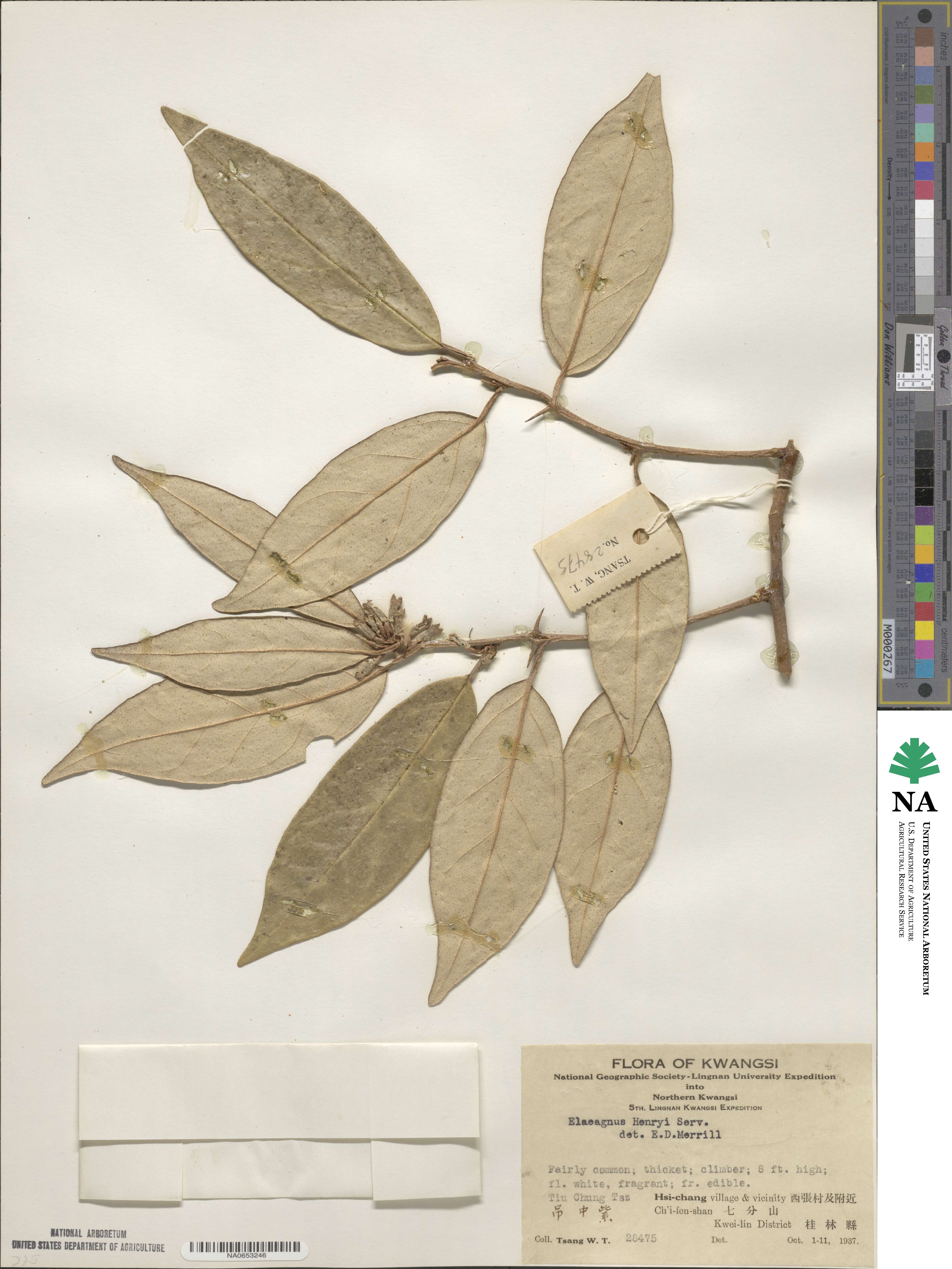 Elaeagnus henryi image