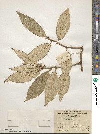 Elaeagnus henryi image