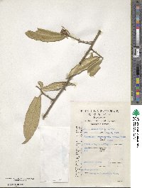 Elaeagnus lanceolata image