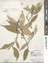 Elaeagnus lanceolata image