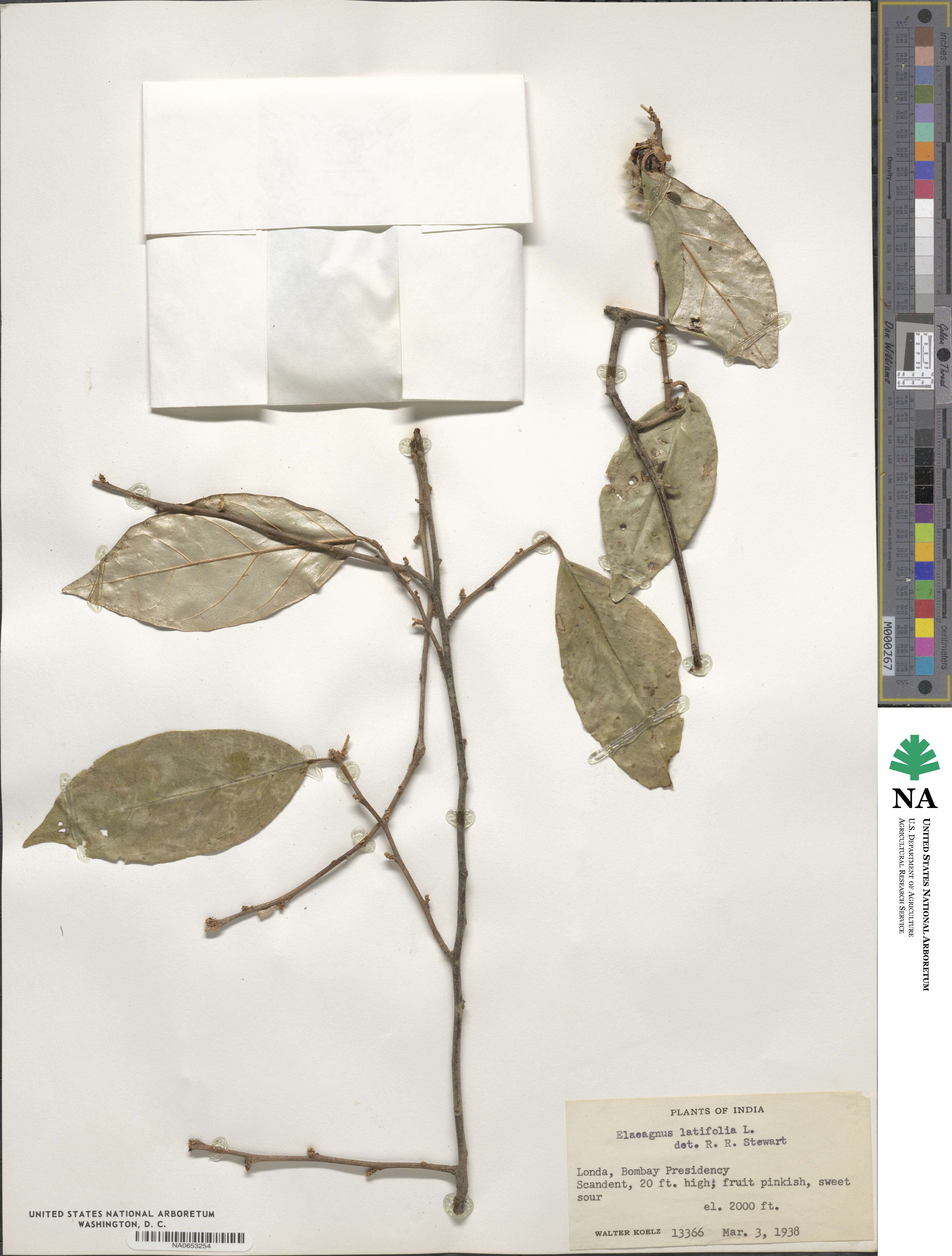 Elaeagnus latifolia image