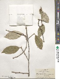 Elaeagnus latifolia image