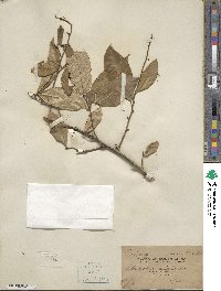 Elaeagnus latifolia image