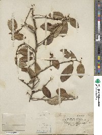 Elaeagnus latifolia image