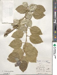 Elaeagnus macrophylla image