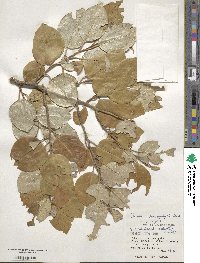 Elaeagnus macrophylla image