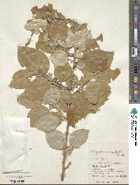 Elaeagnus macrophylla image