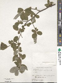 Elaeagnus montana image