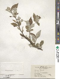 Elaeagnus multiflora image