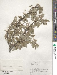 Elaeagnus multiflora image