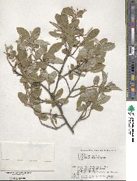 Elaeagnus multiflora image