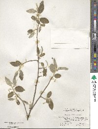 Elaeagnus multiflora image