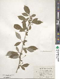 Elaeagnus multiflora image