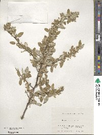 Elaeagnus multiflora image