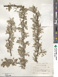 Elaeagnus multiflora image