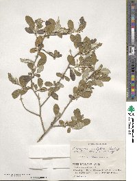 Elaeagnus multiflora image