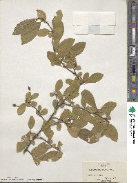 Elaeagnus multiflora image