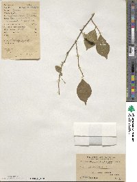 Elaeagnus multiflora image