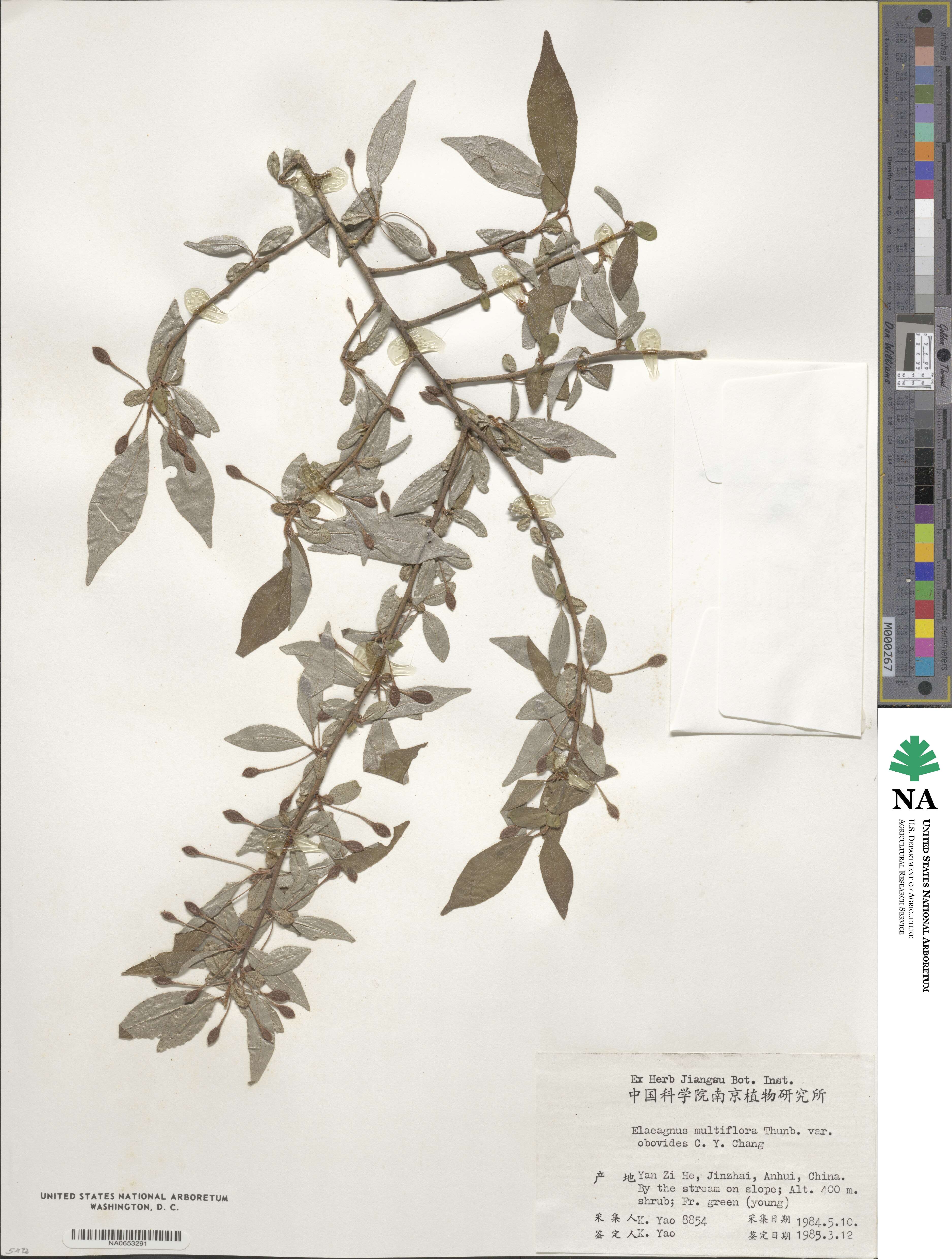 Elaeagnus multiflora image