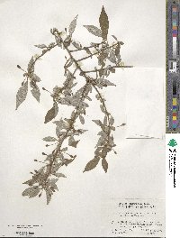 Elaeagnus multiflora image