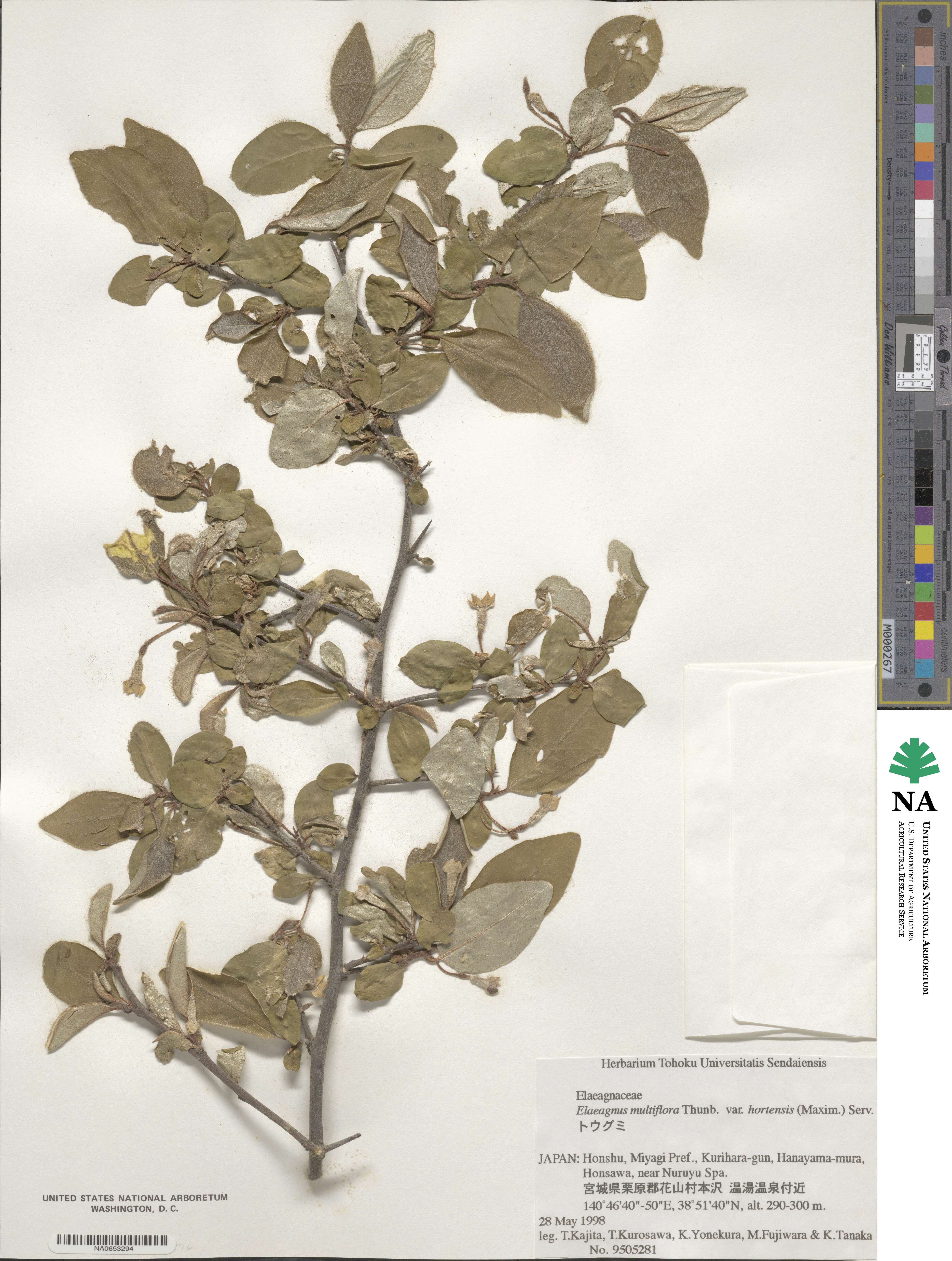 Elaeagnus multiflora image