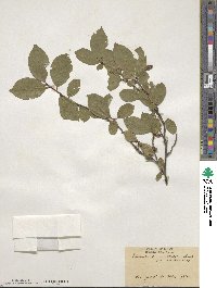 Elaeagnus multiflora image