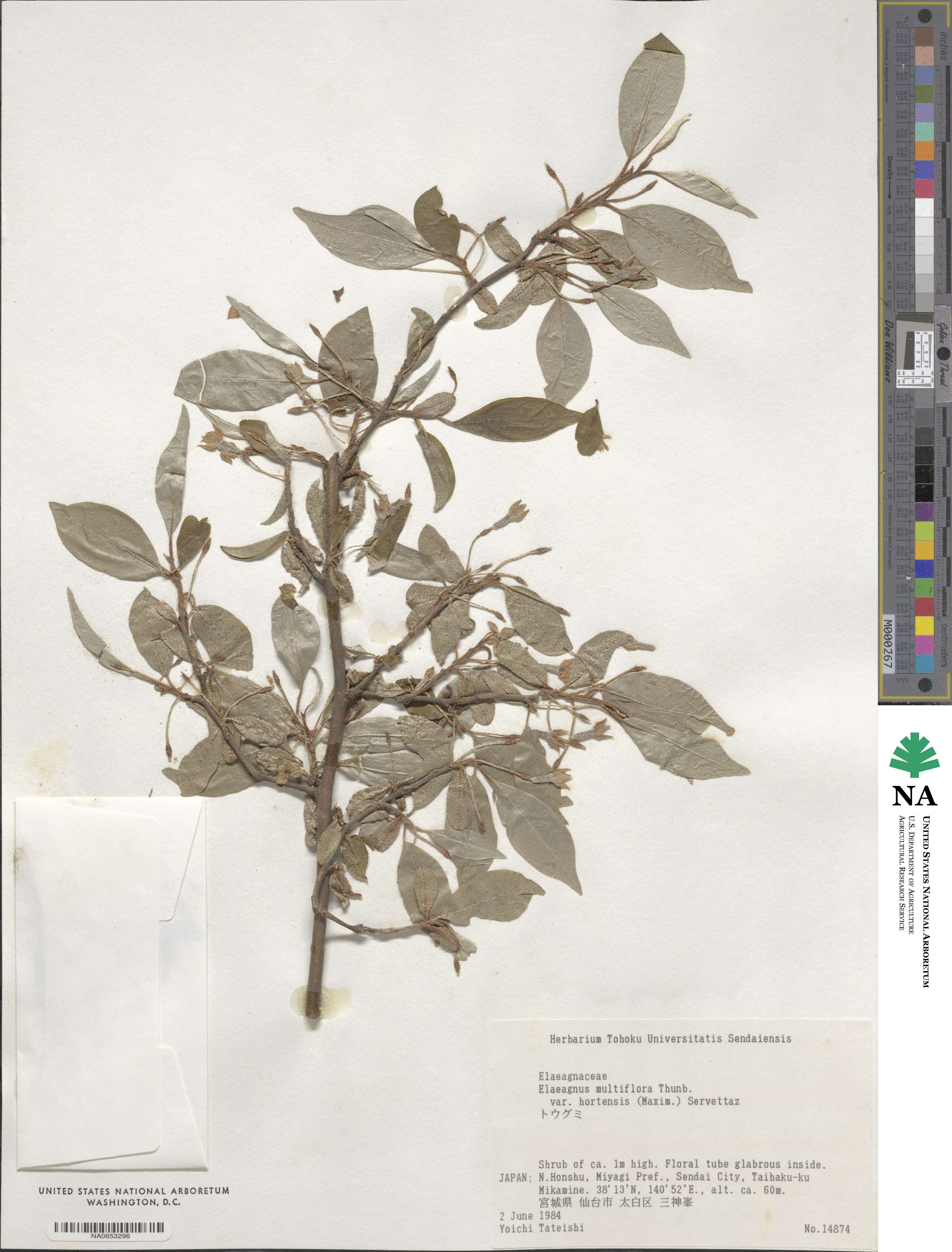 Elaeagnus multiflora var. hortensis image