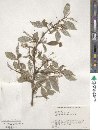 Elaeagnus multiflora var. hortensis image