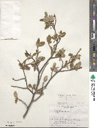 Elaeagnus multiflora var. hortensis image