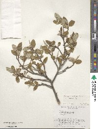 Elaeagnus multiflora image