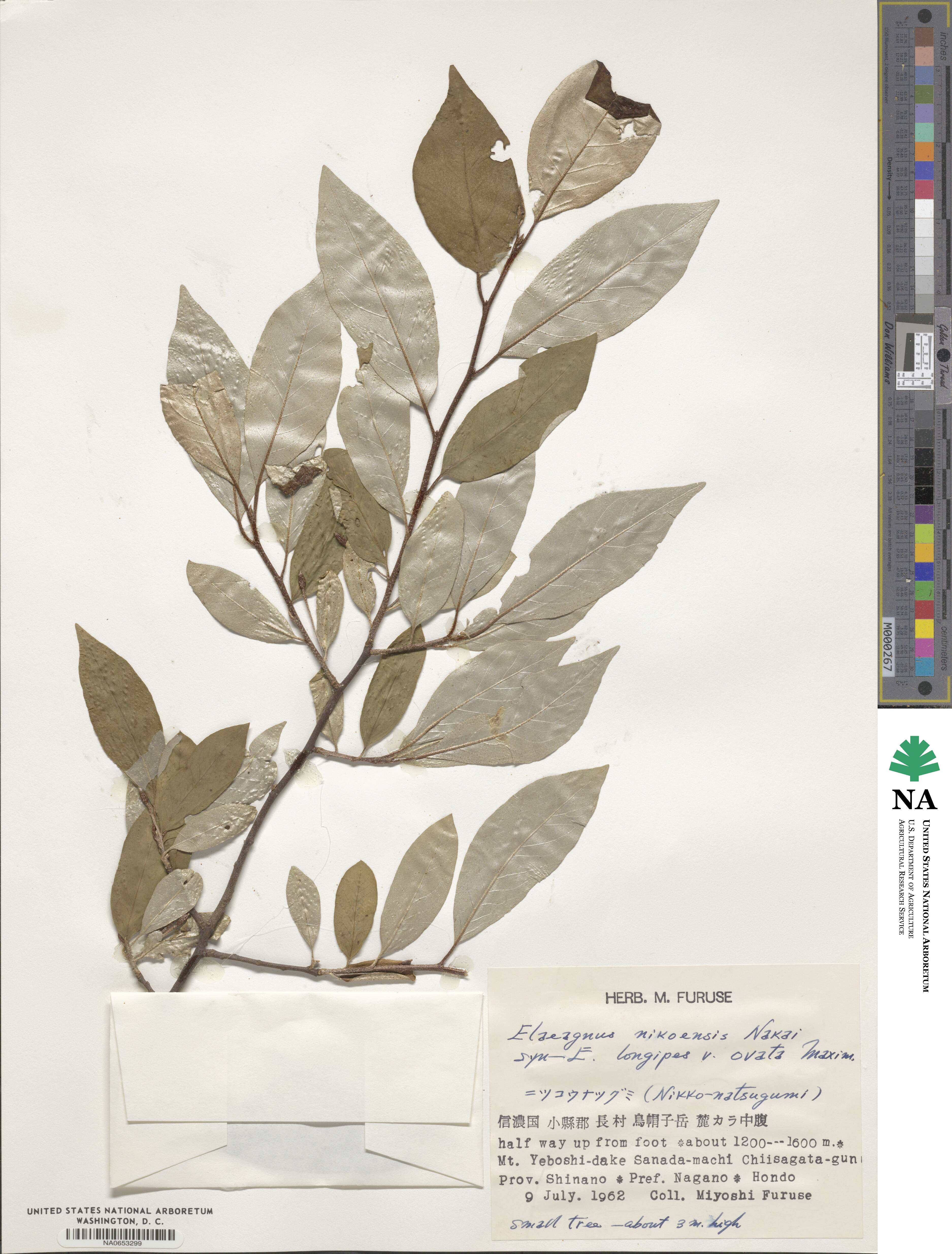 Elaeagnus montana image