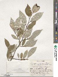 Elaeagnus montana image