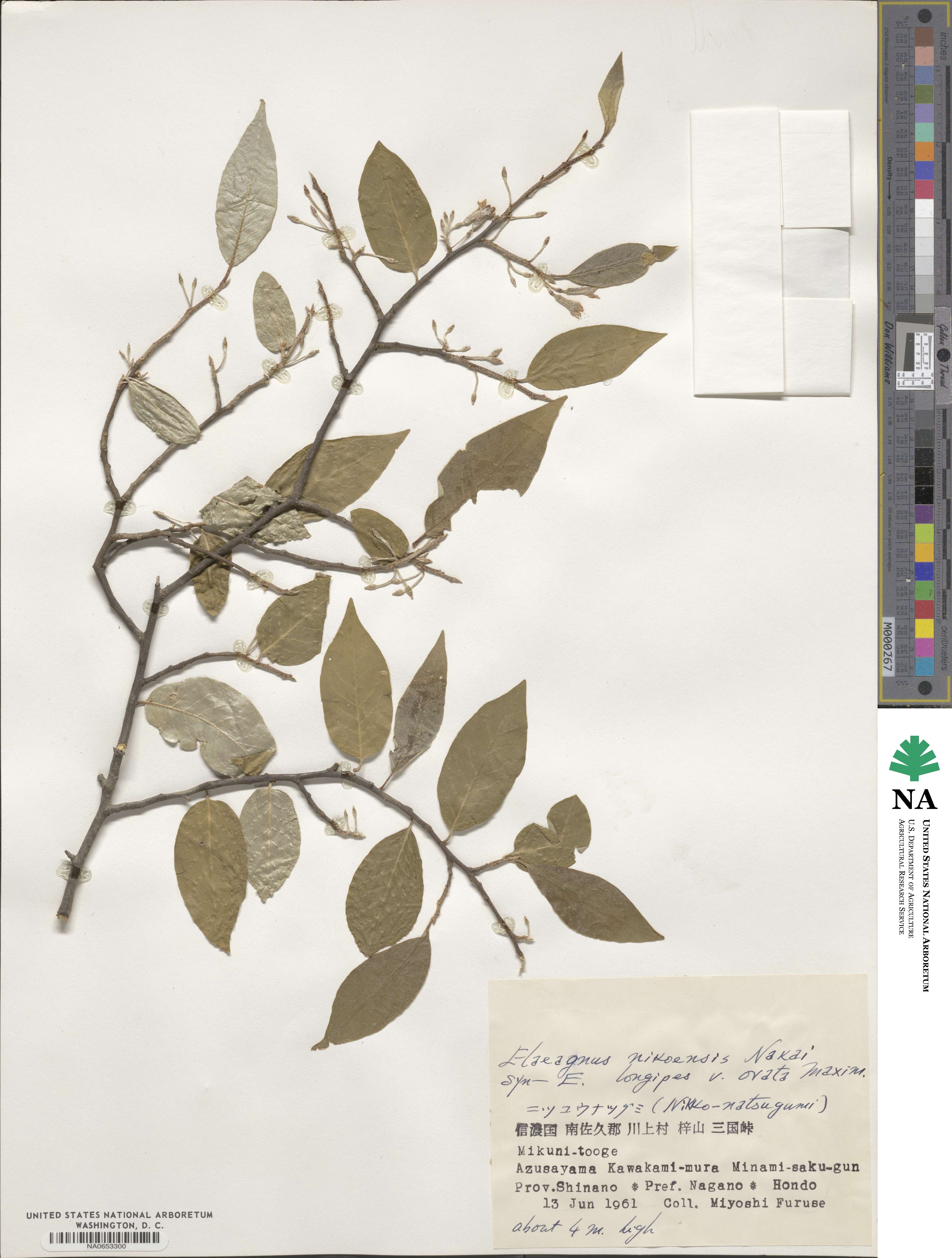 Elaeagnus montana image